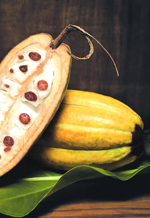 Aricle Amala Brand Book DE 42 VERTICAL